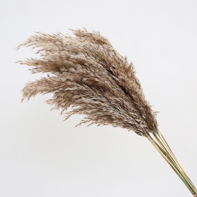10 stuks kleurrijke natuurlijk - Pampas Grass Decor recensie en prijs